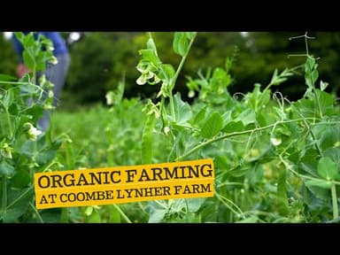 Garden Peas youtube thumbnail
