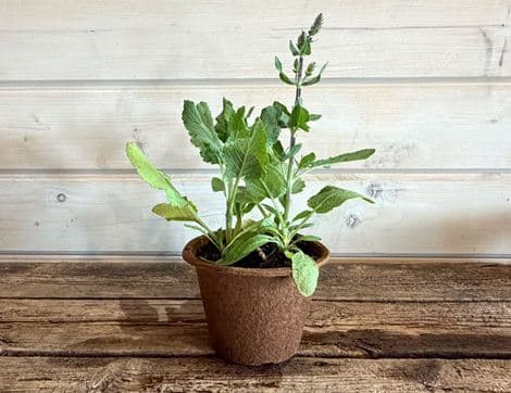 Salvia Nemorosa 'Violet Queen' Perennial Plant