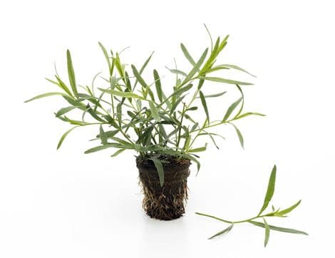 Tarragon, Organic