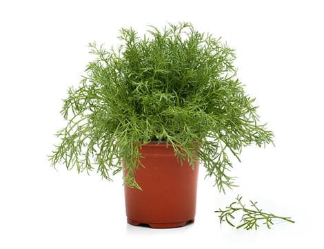 Camomile Plant, Organic