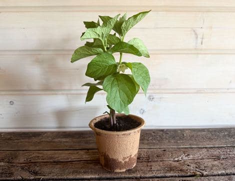 Chinese Lantern Perennial Plant