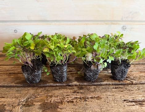 Curated Stir Fry & Salad Plug Plants