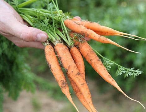 The Organic Veg Box - Small image thumbnail