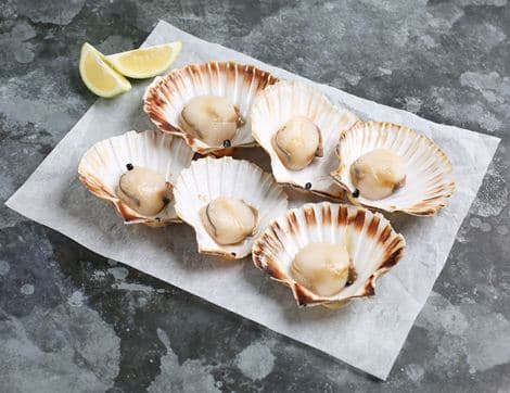 Wild Scallops in Shells