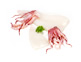 Fresh Squid (350g avg)
