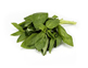 Organic Basil (30g)