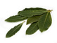 Organic Bay Leaves (10g)