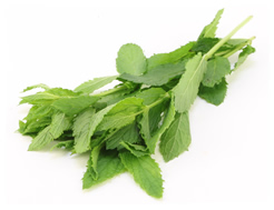 Mint (30g)
