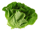 Organic Lettuce, Butterhead