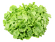 Organic Lettuce, Green Battavia