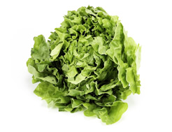 Organic Lettuce, Green Oak Leaf