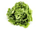 Organic Lettuce, Green Oak Leaf