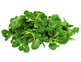 Organic Lettuce, Lamb