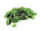 Organic Oriental Leafy Salad