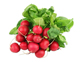 Organic Radish, bunch