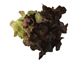Organic Lettuce, Red Oak Leaf (1 head)
