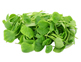 Organic Winter Purslane