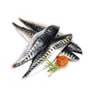 oily fish