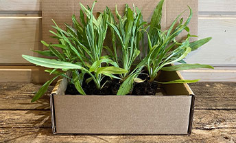 Discover plug plants from our friends at Organic Blooms