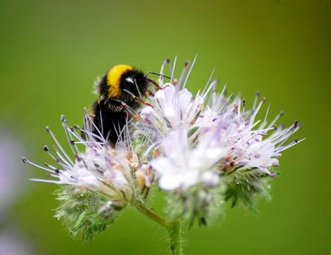 Bee-friendly Flower Seed Mix, Organic, Vital Seeds