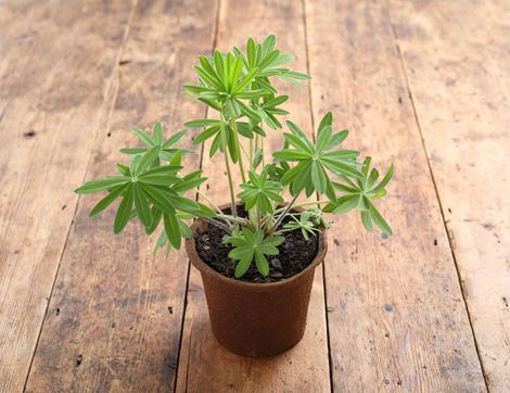lupin perennial plant organic blooms 1l