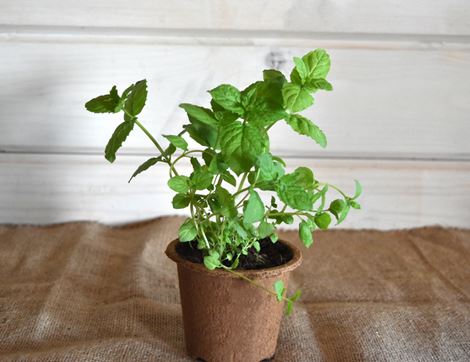 potted peppermint plant organic blooms