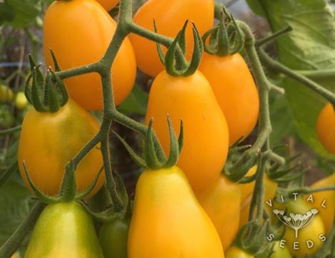 Tomato Seeds, Yellow Submarine, Organic, Vital Seeds