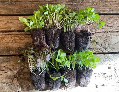 Plug Plants, Salad Mix, Suitable for Organic Growing, Organic Blooms (8 plants)