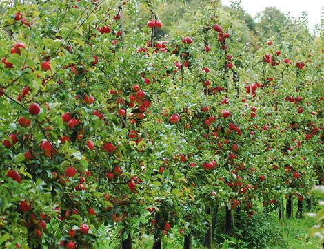 Apples, Organic (700g)