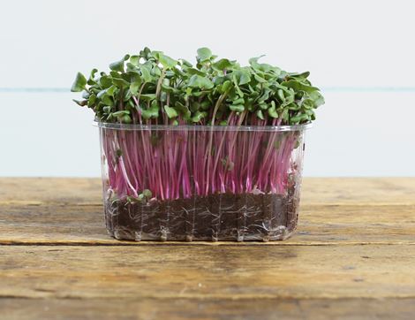 Micro China Rose Radish Sprouts, Organic