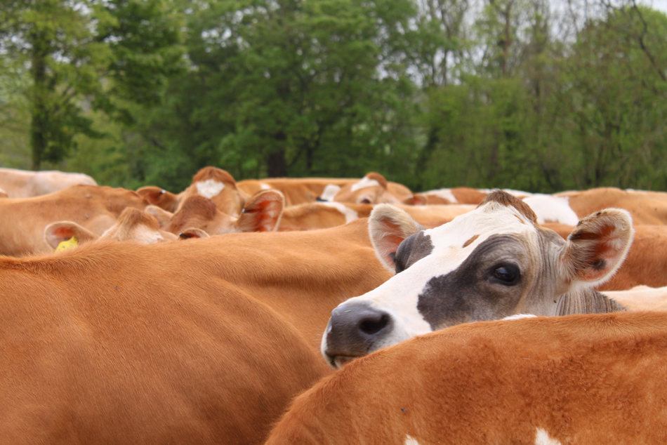 Brown Cow 2