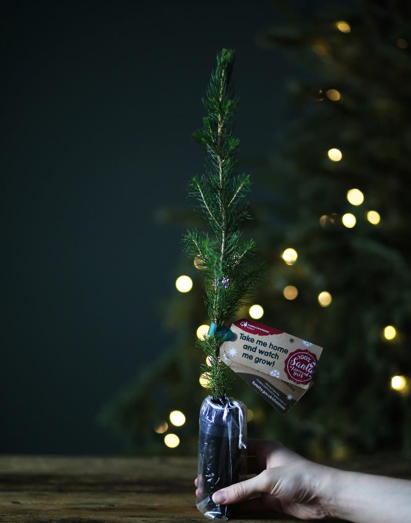 Mini-Xmas-Tree-Square