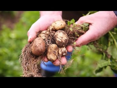 Jersey Royal Potatoes youtube thumbnail