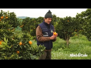 Blood Oranges youtube thumbnail