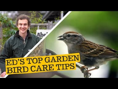 Wild Bird Seed youtube thumbnail