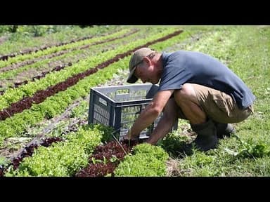 Seasonal Salad Leaves youtube thumbnail