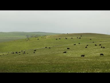 Ruby Veal Diced, 100% Pasture Fed youtube thumbnail