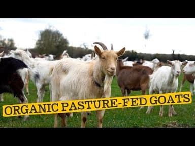Goat Mince, 5% Fat, 100% Pasture Fed youtube thumbnail
