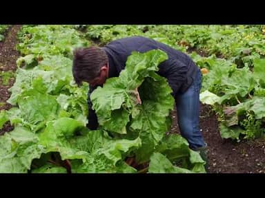 Rhubarb youtube thumbnail