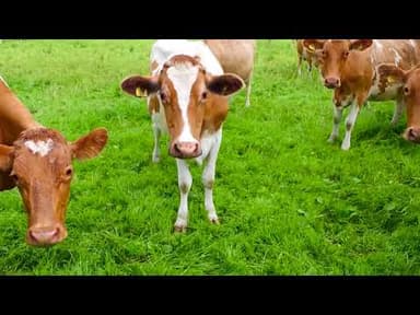 Blueberry Yoghurt  youtube thumbnail