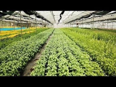 Bay Leaves youtube thumbnail