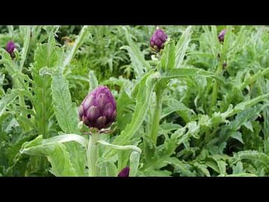 English Purple Artichokes youtube thumbnail