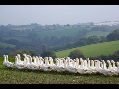 Goose, Small youtube thumbnail