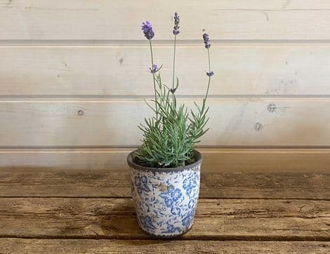 Lavender Planter