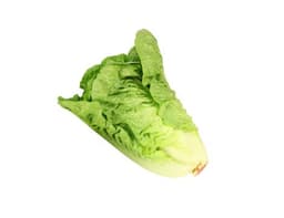 image of Green Mini Romaine Lettuce