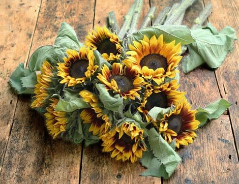 English Sunflowers