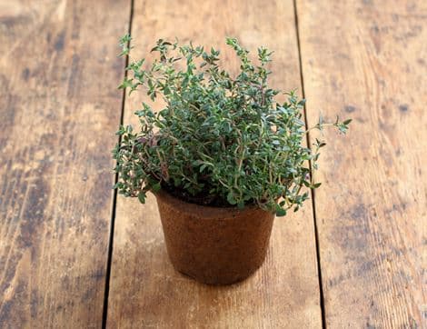 Potted Thyme Plant