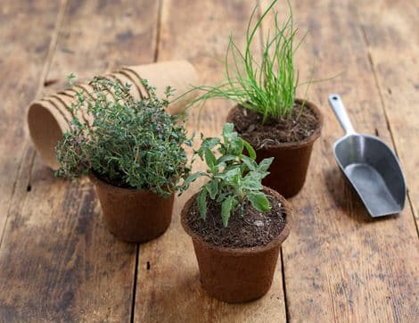 Potted Thyme Plant image thumbnail