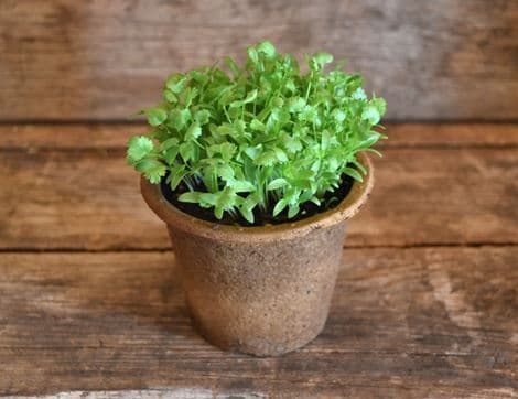 Potted Coriander Plant, Organic