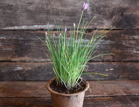 Potted Chives, Organic